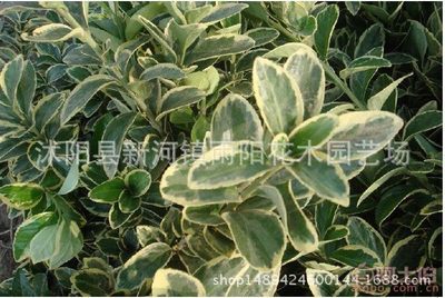 探访沭阳新河镇雨阳花木园艺场 优质绿化苗木，打造生态工程新篇章